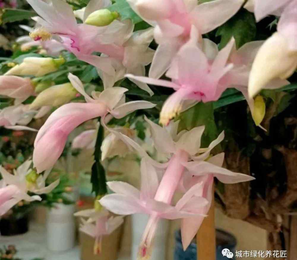 蟹爪兰怎样催花 蟹爪兰到10月份了，还是一直疯长就是不来花苞，怎么给蟹爪兰催花