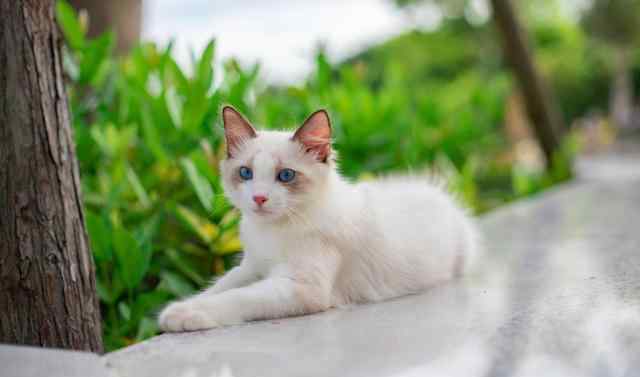 出猫斗一番 8000买了只布偶猫，养了3个月，才发现它是斗鸡眼！