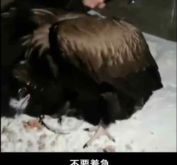 被放生秃鹫赖警局了 每天伙食费150元真养不起 网友：这是找到长期饭票了