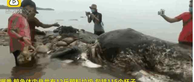 11116 为什么要垃圾分类，11116条生命告诉你原因！！！