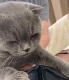 蓝猫第一胎一般生几只 英短蓝猫头胎就生了七只，主人和猫爸都懵了，喵：一不小心生多了