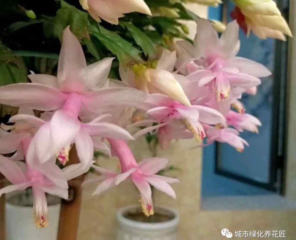 蟹爪兰怎样催花 蟹爪兰到10月份了，还是一直疯长就是不来花苞，怎么给蟹爪兰催花