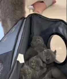 蓝猫第一胎一般生几只 英短蓝猫头胎就生了七只，主人和猫爸都懵了，喵：一不小心生多了