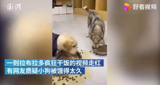 看懵了！拉布拉多疯狂"干饭"吓到哈士奇 宠物店主：条件反射文章配图