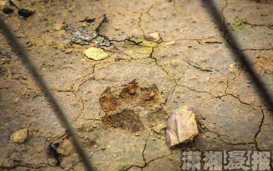 豹猫是保护动物吗 宁乡十多只羊被咬死 最大疑犯是保护动物豹猫