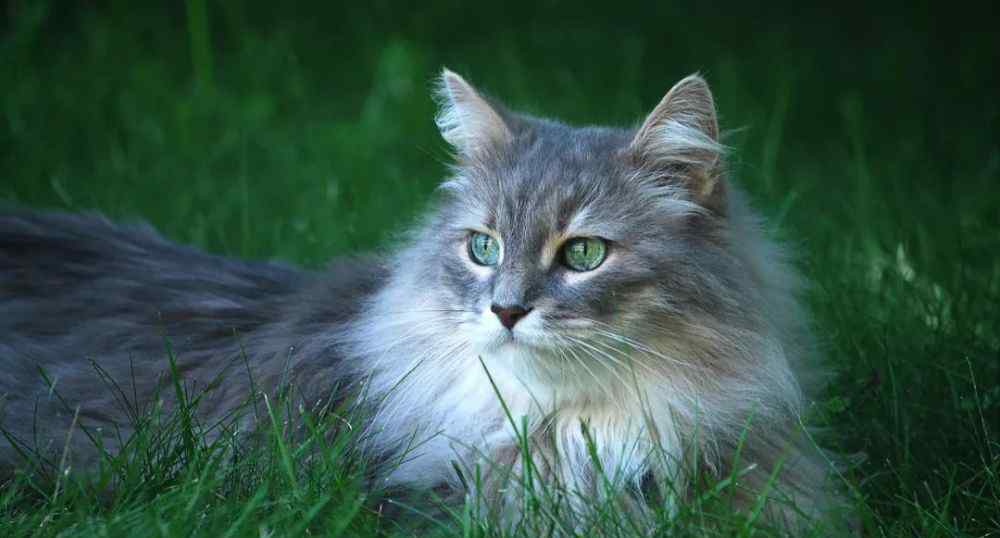 猫的眼睛颜色等级 猫咪的眼睛为什么有多种多样的颜色？为你揭秘神奇的“猫眼”