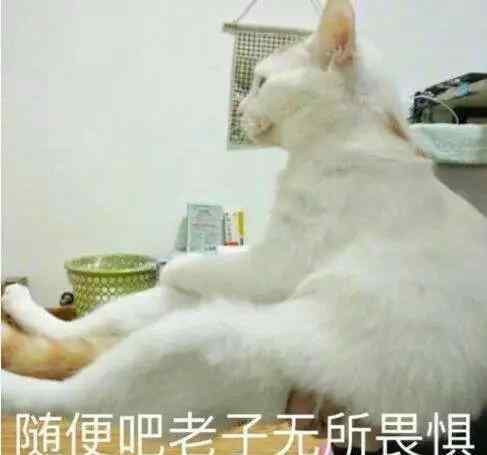 猫毛会吸进肺里吗 辟谣，猫毛不会被吸进肺里，薅下来的猫毛还可以做猫毛帽子，可爱