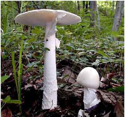 愚人菇 破解民间关于辨别毒蘑菇的五大谣言