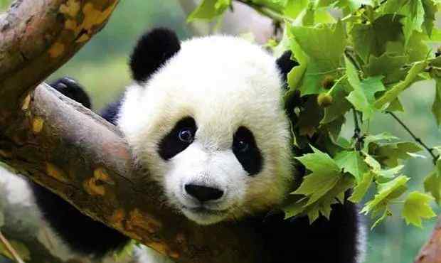 野生大熊猫 【Amazing China】150年前，我们发现了野生大熊猫，来看看，它们现在过得怎样？