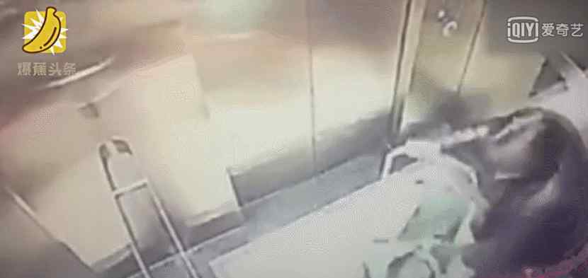保姆电梯虐童事件 保姆电梯虐童事件：事发于河南郑州 家长已报警