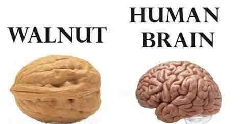 nut什么意思 老外常说的You're a nut什么意思？你是个坚果？原来是在骂人！