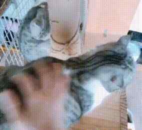 猫毛会吸进肺里吗 辟谣，猫毛不会被吸进肺里，薅下来的猫毛还可以做猫毛帽子，可爱