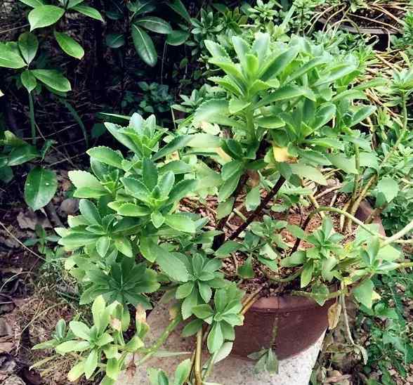 蚊子最怕的植物 杭州一大伯种神奇植物 一片叶子就能消掉蚊子包