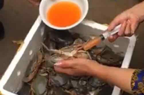 铁蟹 给青蟹注射黄色液体后售卖？ 浙江水产专家辟谣