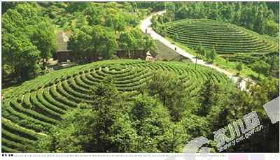 权路飘香 “桢楠独秀，茶果飘香”美丽之地