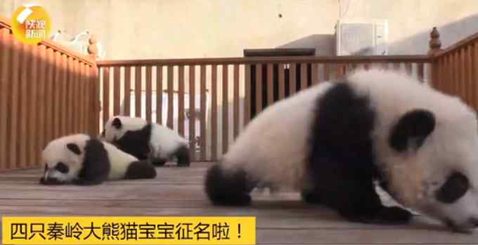陕西秦岭大熊猫研究中心“上新” 一起给4只大熊猫宝宝起名 评论亮了！