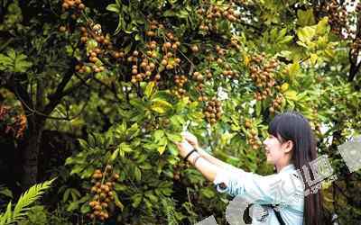 权路飘香 “桢楠独秀，茶果飘香”美丽之地