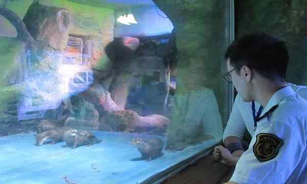 小爪水獭 小爪水獭来甬城先过检疫关 一个月后正式露面