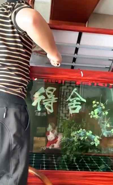 石家庄男子隔离期吃掉自养金龙鱼：花2500元买的 味道很好