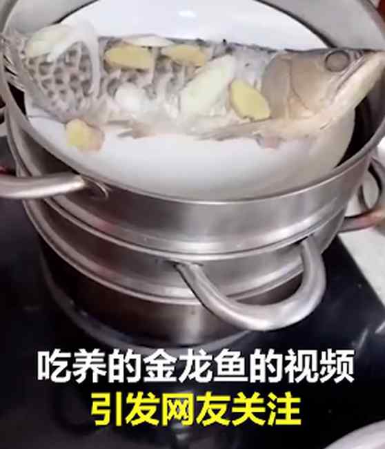 石家庄男子隔离期吃掉自养金龙鱼：花2500元买的 味道很好