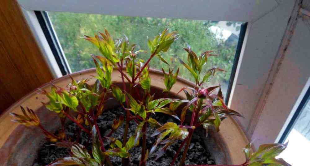 芍药几年才能开花 养芍药花，只要做到这“5步”，开花满枝，年年开花，太美了