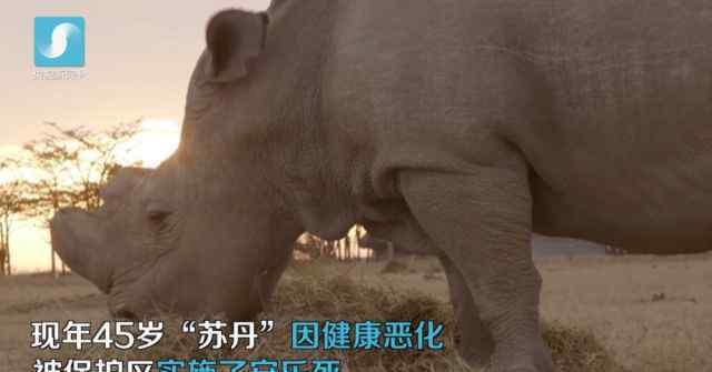北部白犀牛 世界上最后一头雄性北方白犀牛去世了……