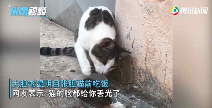 猫的脸都被你丢光了！深圳一老鼠在猫面前干饭 猫：我当时害怕极了