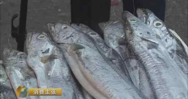 舟山带鱼 舟山带鱼最贵卖到五六百元一公斤 年末或还要涨