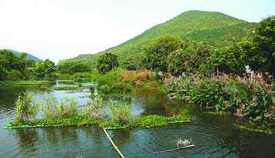 生态污水处理池 生态污水处理池，让南溪水更清澈