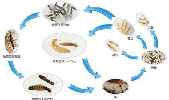 家里出现飞蚂蚁的原因 家里出现白蚁不要慌 治理办法看这里！