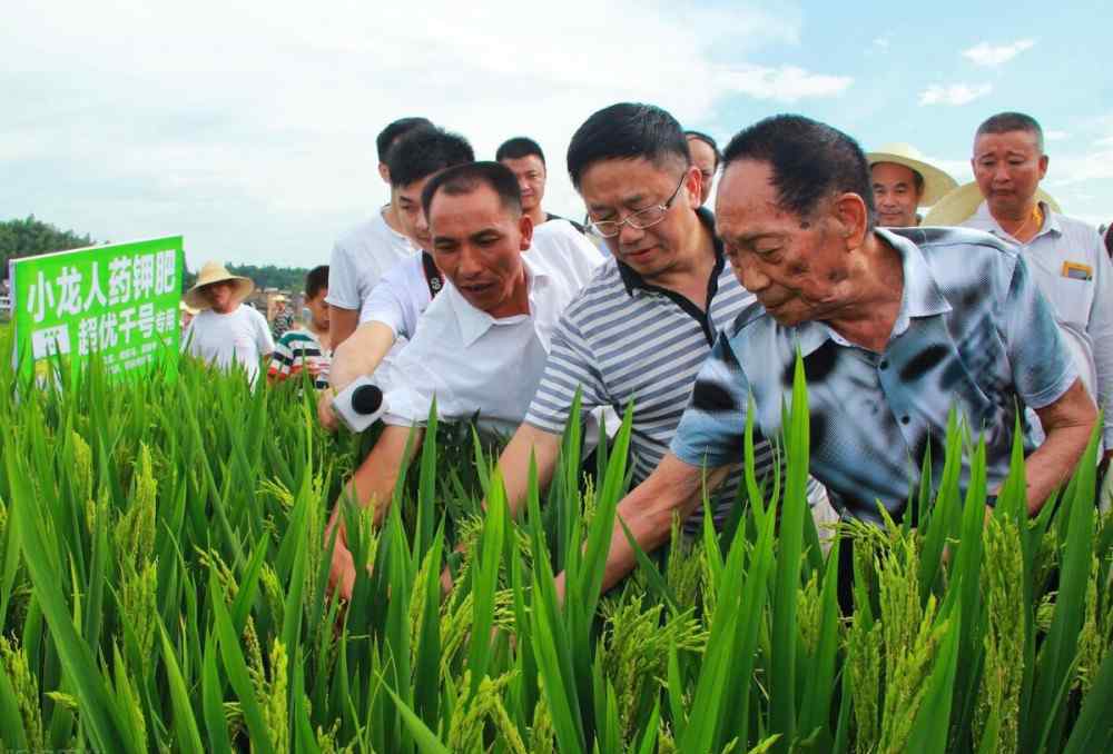 双季稻 这才是值得尊敬的人：双季稻亩产3000斤，袁隆平再创新纪录