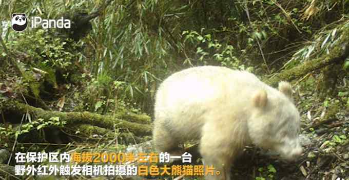 超罕见！全球唯一白色大熊猫长大变金白色 网友：想看没黑眼圈的小眼睛