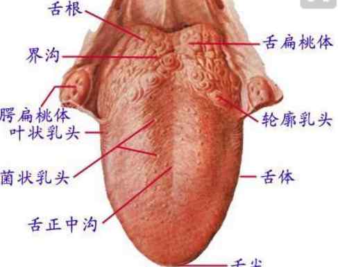 轮廓乳头 轮廓乳头（一个经常吓人的器官）