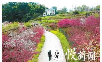 重庆郊游 重庆赏花地图拿走不谢 9大踏青赏花的好去处