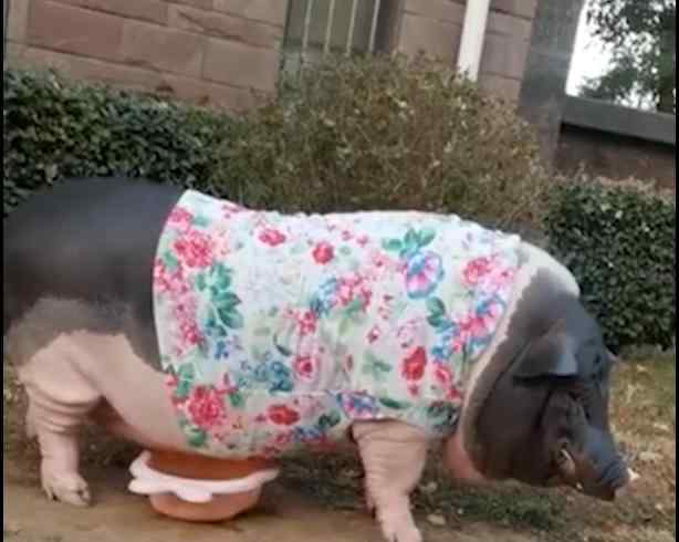迷你宠物猪4年长成350斤大肥猪 带猪遛弯引围观 到底什么情况呢？