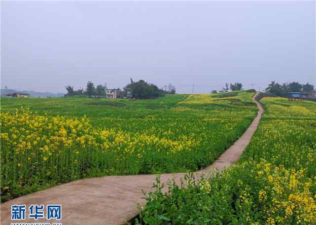 荷香园 2019永川春游赏花季启动 五大花海等你来游玩