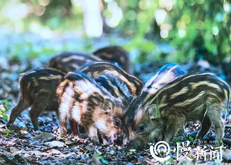 重庆动物 会隐身的佩奇、长胡子蛙、鸟中大熊猫 重庆野生动物知多少？