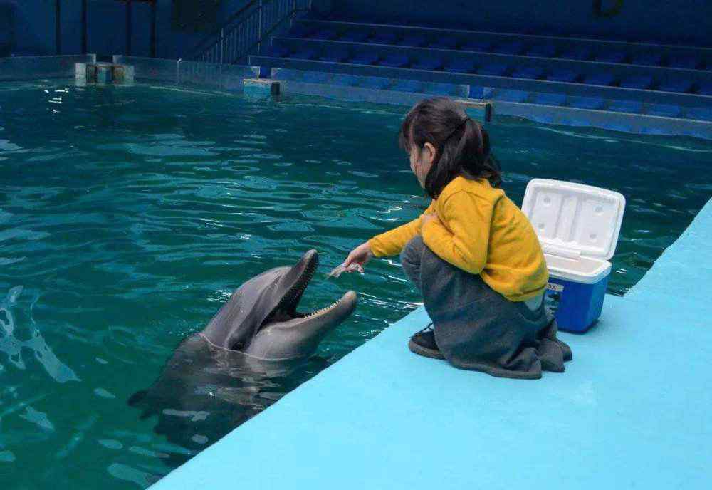 海豚为什么老是想日人 海豚为什么会喜欢人类？科学家还原海豚眼中的人类，画面不忍直视