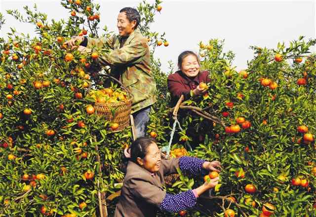 万县红桔 三峡红桔：四千年的橘香味道