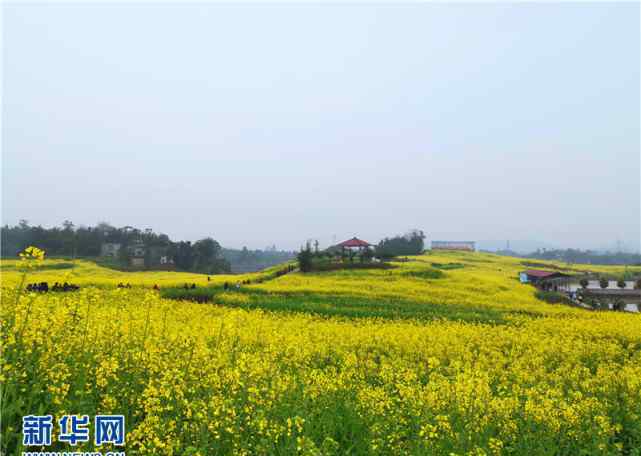 荷香园 2019永川春游赏花季启动 五大花海等你来游玩