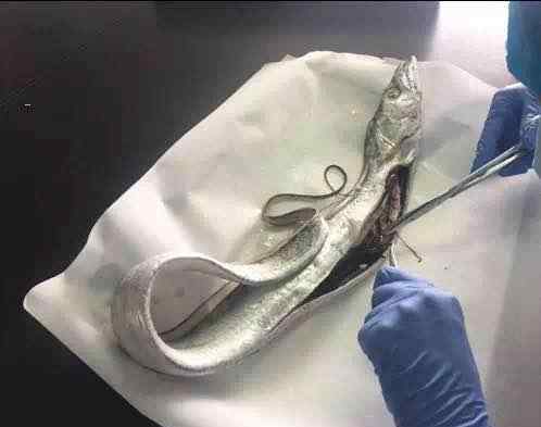 异尖线虫 海鱼中检测到异尖线虫 爱吃生鱼片的人容易中招