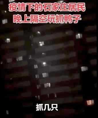 200万赞！石家庄这段“抓鸭子”的视频火了 网友：可可爱爱