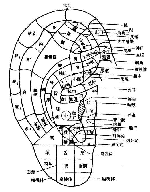 耳屏 耳屏部分穴位