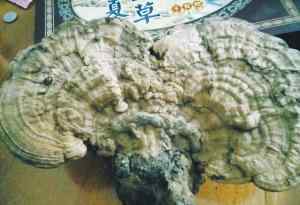 棺材菌 绍兴有人收藏“棺材菌” 专家认为药用价值难定