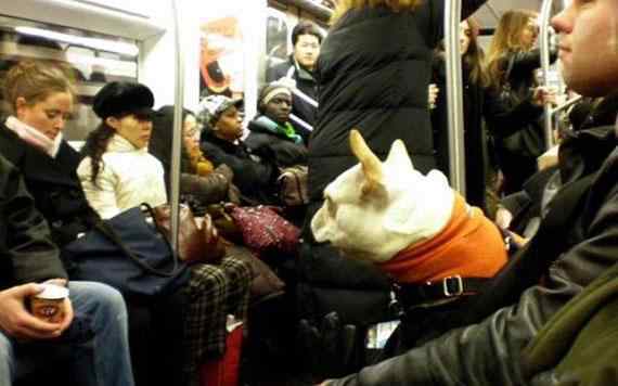 公共交通工具有哪些 狗狗可以乘坐公共交通工具吗？