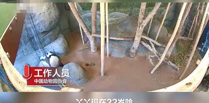 官方回应孟菲斯动物园熊猫瘦骨嶙峋：22岁 属于老年并患皮肤病