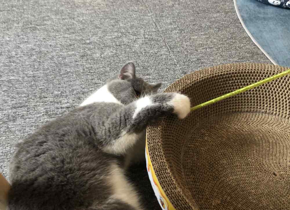 猫砂多久换一次 猫砂多久换一次，不换猫砂的后果，会发粪涂墙