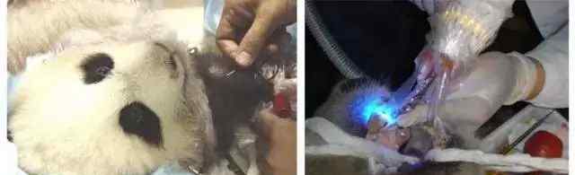 熊毛病 大熊猫生病了，怎么办？