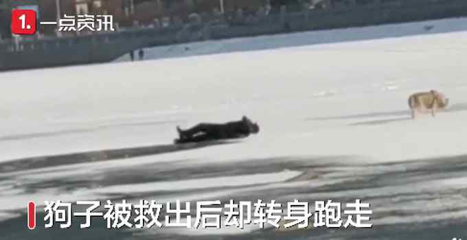 主人卧冰救狗反掉冰窟 狗子上岸后转身就跑 网友：无情！