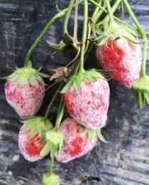 草莓白粉病 草莓裹“白霜”是得了白粉病 专家称用清水浸泡